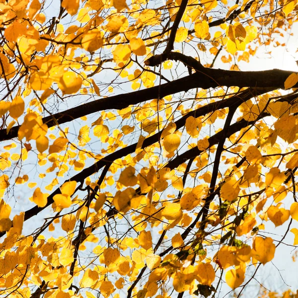 Branche Bouleau Avec Des Feuilles Jaunes Dans Jour Ensoleillé Automne — Photo