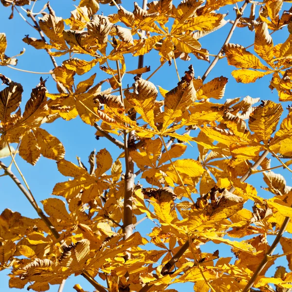 Κλαδί Από Καστανιά Αλόγου Κίτρινα Φύλλα Ηλιόλουστη Μέρα Του Φθινοπώρου — Φωτογραφία Αρχείου