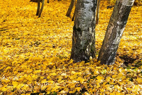 Litière Feuilles Jaunes Sous Les Bouleaux Dans Forêt Automne — Photo