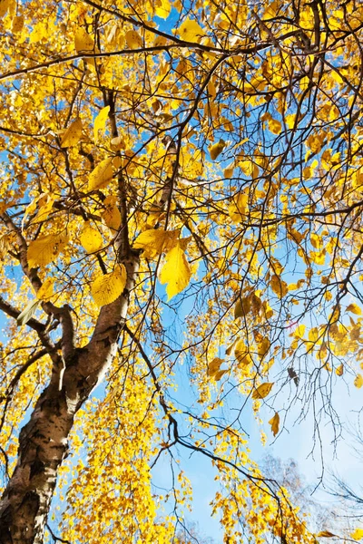 Brzoza Żółtymi Liśćmi Słoneczny Jesienny Dzień — Zdjęcie stockowe