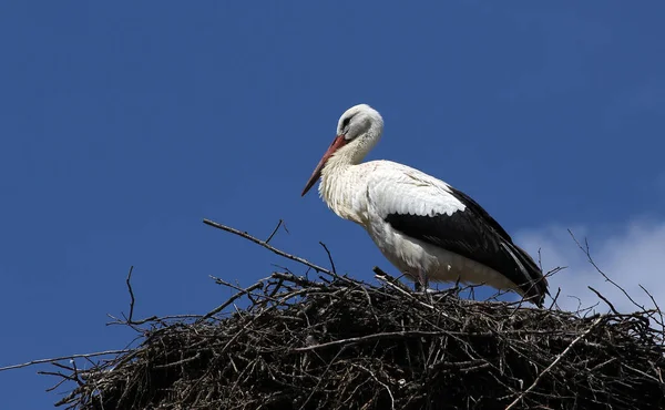 Scenic View Beautiful Stork Bird Nature — Stock Photo, Image
