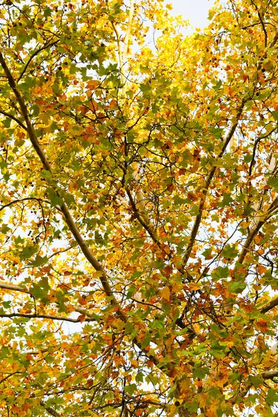 Coroa Amarela Árvore Plana Outono Berlim — Fotografia de Stock