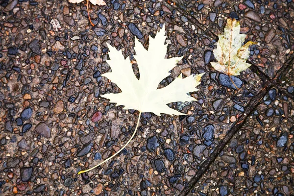 Herfst Esdoorn Blad Kiezelplaveisel Regenachtige Dag — Stockfoto