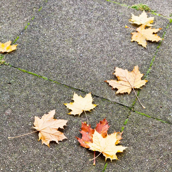 Herbst Ahorn Blättert Regnerischen Tagen Auf Kieselsteinpflaster — Stockfoto