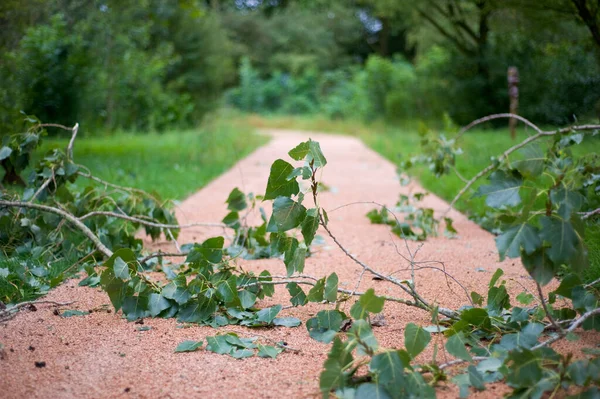 Takken Gevallen Een Fietspad Een Storm — Stockfoto