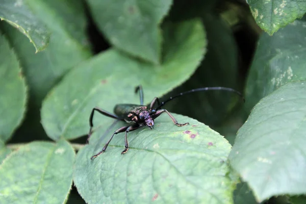 Close Van Een Insect Wilde Natuur — Stockfoto