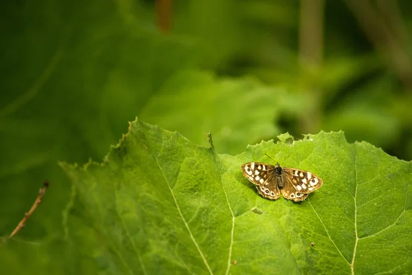 葉の上に蝶を持つ背景画像 — ストック写真
