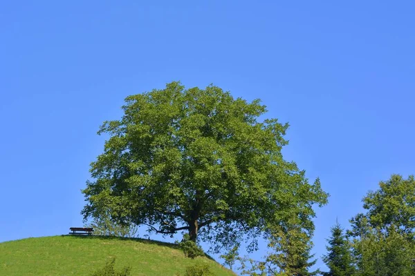 黑森林 靠近奥伯哈默巴赫 核桃树 长椅在山上 — 图库照片