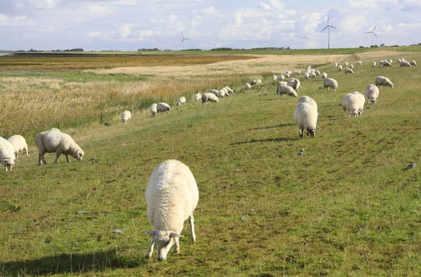 Pastoreo Ovejas Dique Nordsee Ostfriesland Saxonía Inferior Alemania — Foto de Stock