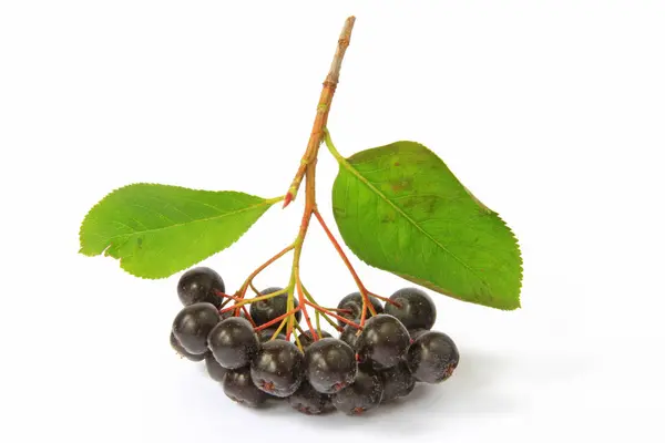 Bagas Maçãs Maduras Aronia Melanocarpa Isoladas Frente Fundo Branco — Fotografia de Stock