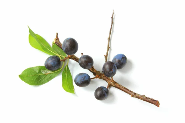 Twijg Met Slee Vruchten Van Sleedoorn Prunus Spinosa Geïsoleerd Voorkant — Stockfoto