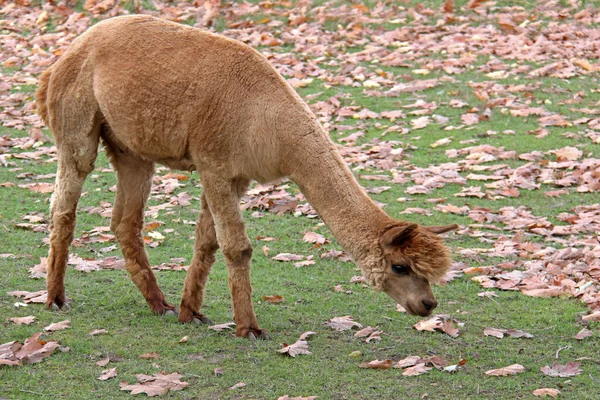 面白いアルパカ動物野生動物哺乳類 — ストック写真