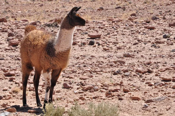 ラマ動物 面白い長い首の動物 — ストック写真