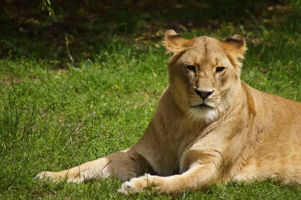 Predador Animal Predador Felino Leão — Fotografia de Stock