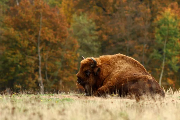 Bisonte Bisonte Europeo Bisonte Bonasus — Foto de Stock