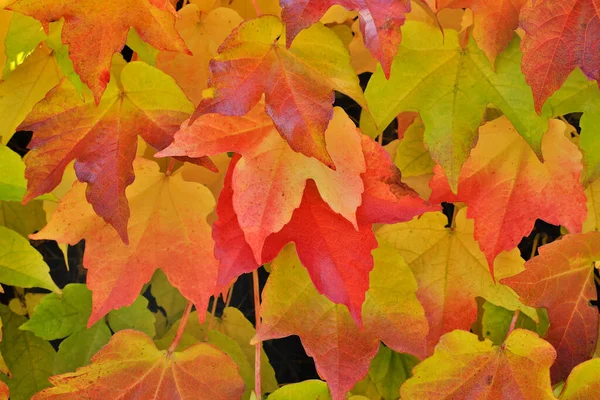 Hojas Otoño Ramas Árboles Flora Temporada Otoño — Foto de Stock