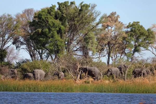 Okavango Deltası Elefanten — Stok fotoğraf