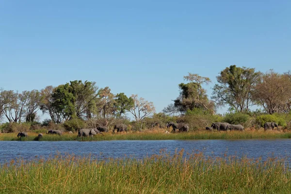 Elefanten Okavango Delta — Stock fotografie