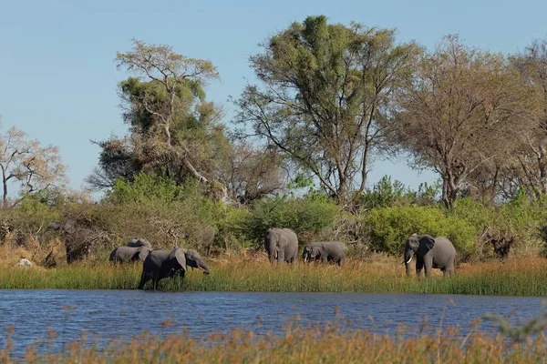 Okavango Deltası Elefanten — Stok fotoğraf