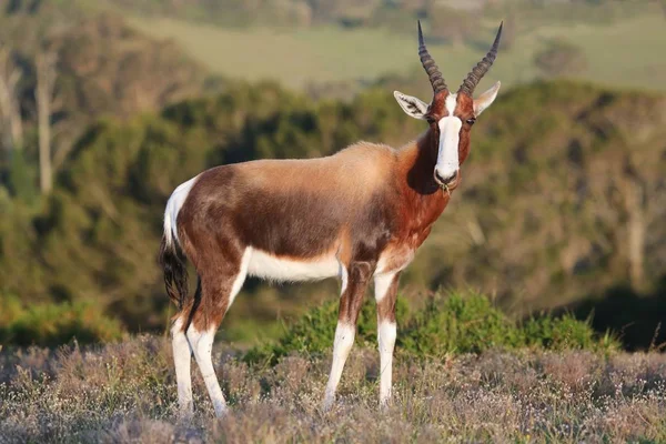 Handsome Bontebok Antelope Med Stora Ögon Och Gräs Munnen — Stockfoto