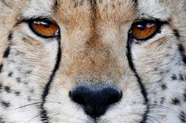 Close up of a Cheetah wild cat's striking brown eyes and black nose - Stock  Image - Everypixel