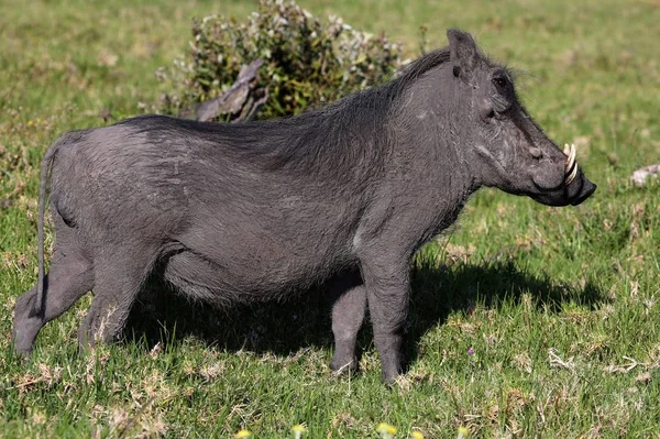 Een Lelijke Warthog Staande Het Gras — Stockfoto