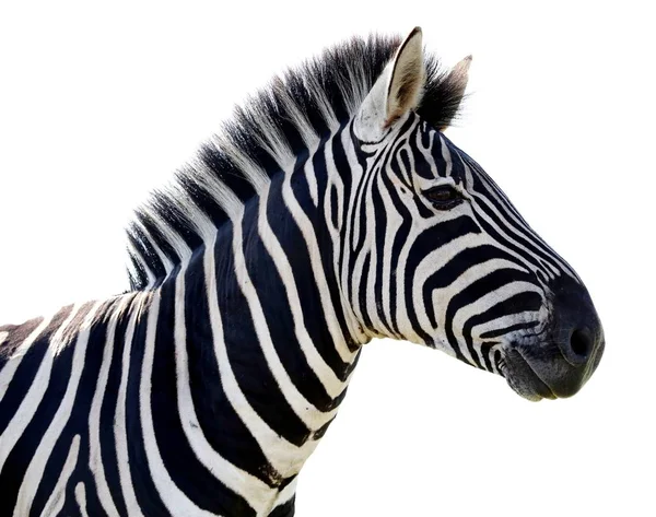 Schönes Zebra Porträt Mit Schwarz Weißen Streifen Isoliert — Stockfoto