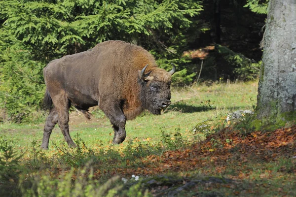 Folto Gruppo Cinghiali Nel Parco Nazionale Del Kenya — Foto Stock