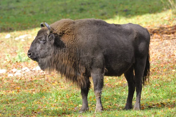 Nahaufnahme Eines Bisons Gras — Stockfoto