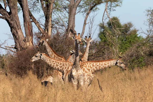 Ангола Жирафы Дельте Окаванго — стоковое фото