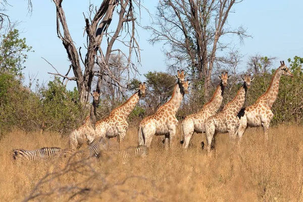 Jirafas Angola Delta Del Okavango — Foto de Stock