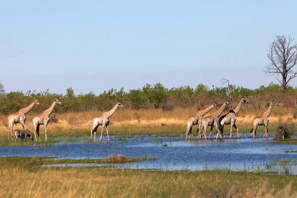 Angola Zürafaları Okavango Deltasında — Stok fotoğraf