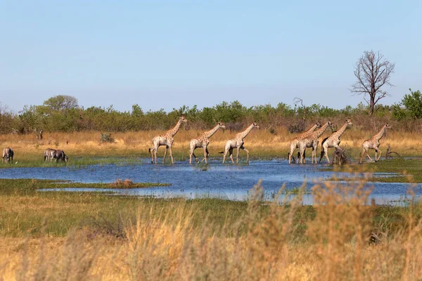 Angolské Žirafy Deltě Okavanga — Stock fotografie