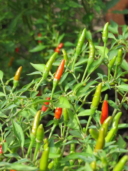 Bonsai Chili Capsicum Annuum Mínimo — Fotografia de Stock