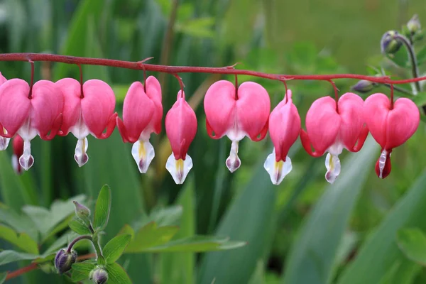 Рожева Квітка Серця — стокове фото
