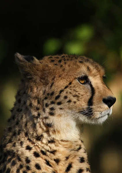 Gatto Leopardo Ghepardo Animale Predatore — Foto Stock