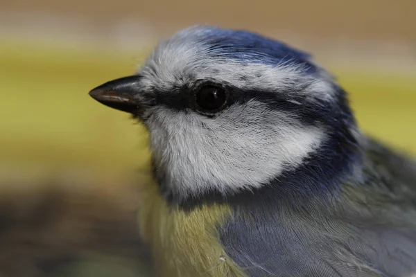 Vista Panorámica Hermoso Pájaro Titmouse —  Fotos de Stock