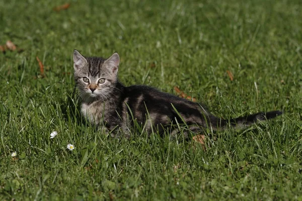 Porträt Einer Süßen Katze — Stockfoto