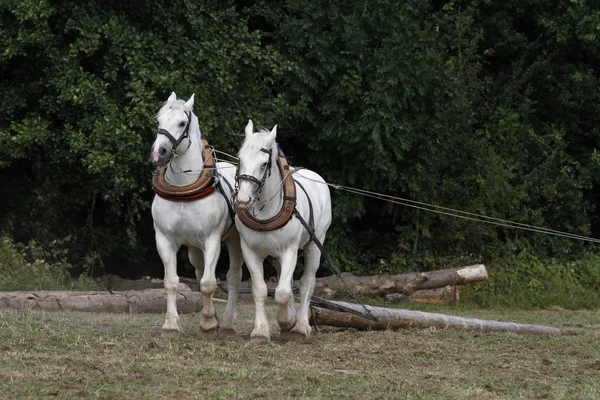 Boulonnais Cavalos Madeira Volta — Fotografia de Stock