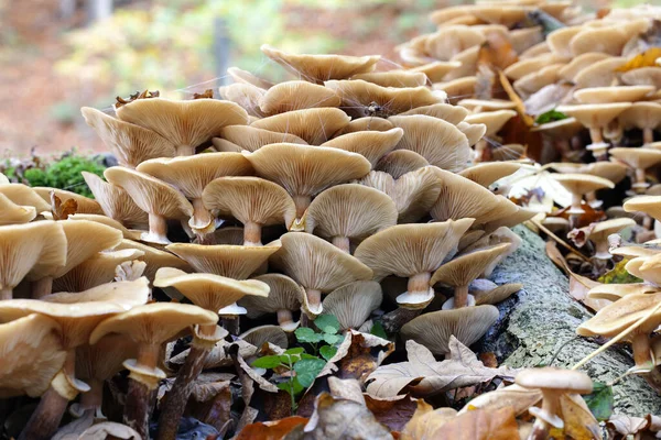 Imagem Grupo Cogumelos Micologia Detalhe — Fotografia de Stock