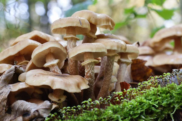 Insecte Sur Pain Épice Des Champignons Miel Armillaria Gros Plan — Photo