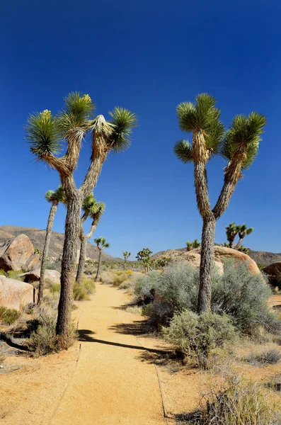 Joshua Tree National Park — Stock Photo, Image