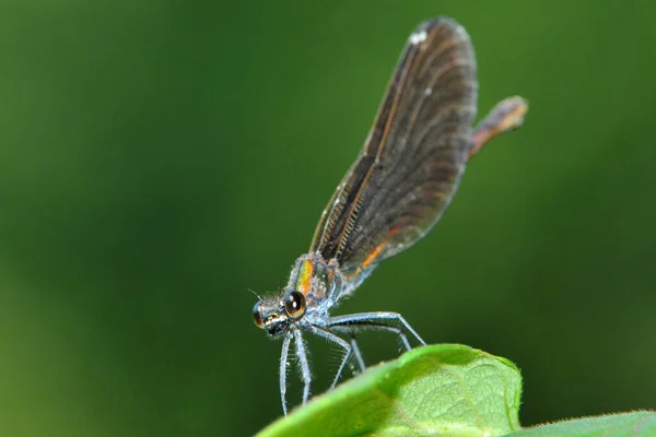 Primo Piano Macro Vista Insetti Libellula — Foto Stock