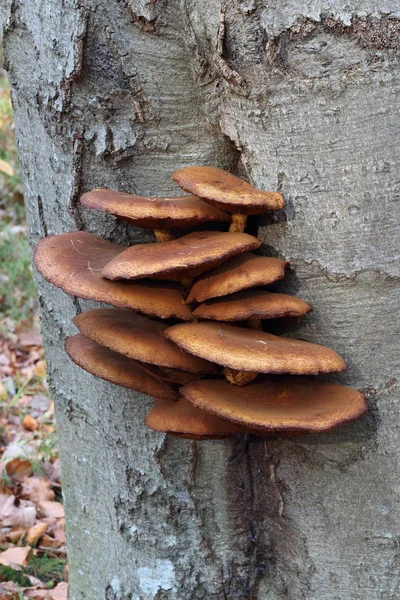 Mushroom Tree — Stock Photo, Image