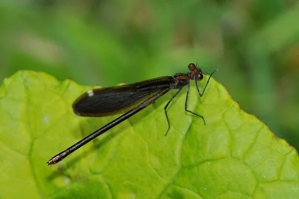 Primo Piano Macro Vista Insetti Libellula — Foto Stock