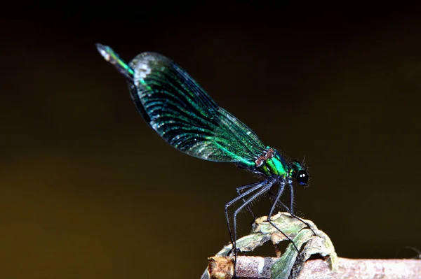 Vážný Hmyz Flóra Fauna — Stock fotografie
