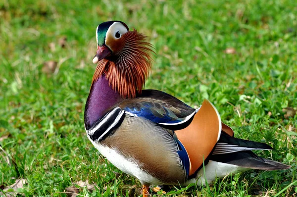 Mandarin Duck Feathering Bird — Stock Photo, Image