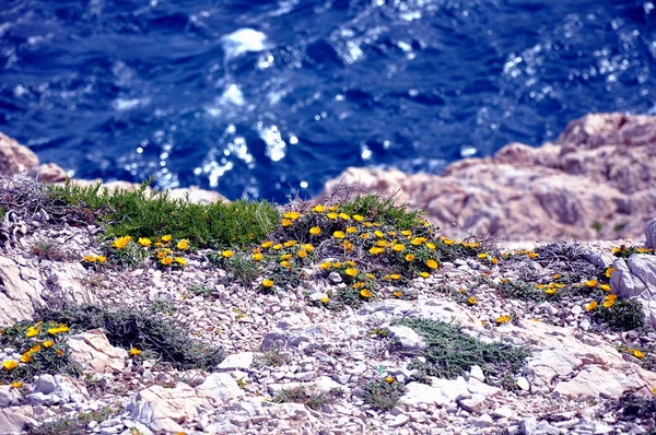 Skalnaté Pobřeží Žlutými Květy — Stock fotografie