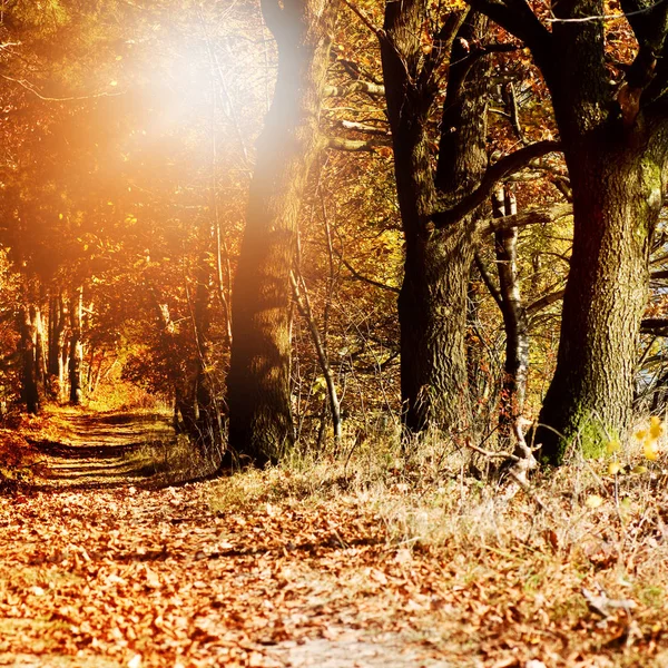 hiking path through mixed forest with sun rays in autumn