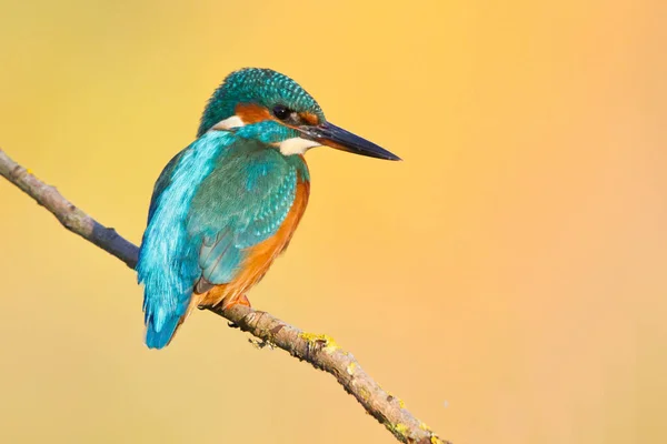Κοντινή Προβολή Του Πτερυγίου Kingfisher Στην Άγρια Ζωή — Φωτογραφία Αρχείου